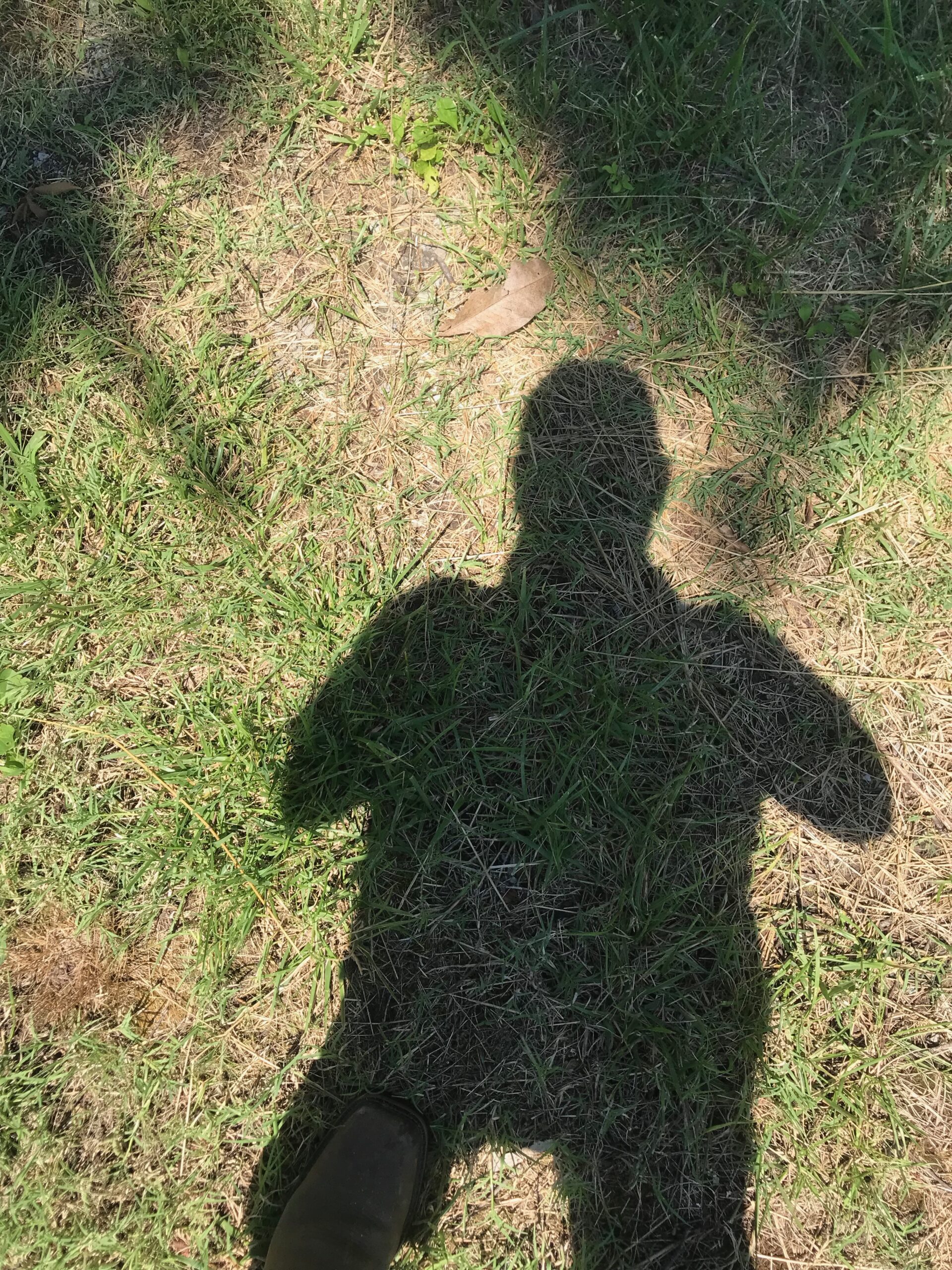 Geoxy Our Shadow Gardening –